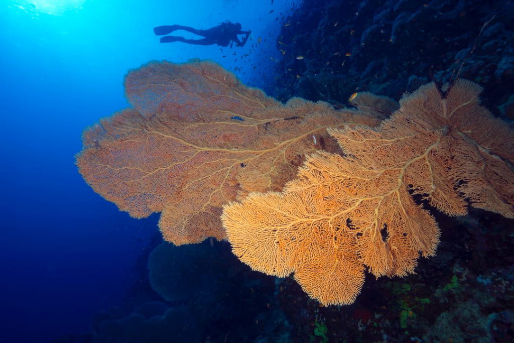 Brown coral reef Turkey Diving