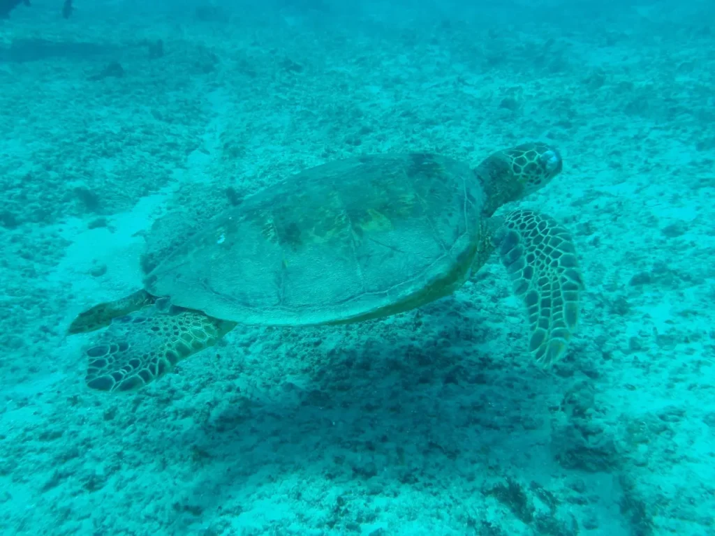 Turtle during snorkeling around Three Islands Tekirova, Antalya beaches
